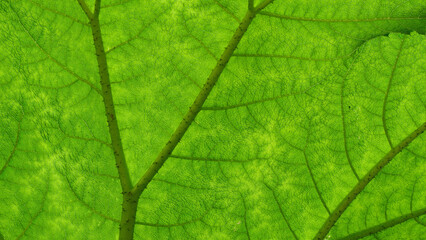 Green leaf wallpaper