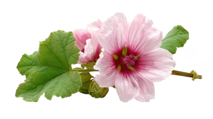 Pink mallow flower blossoms isolated on transparent background