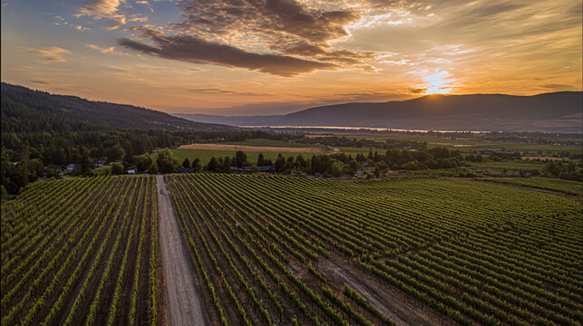 vineyard landscape at sunset view from above