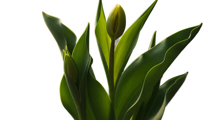 Obraz premium green leaves isolated on white background