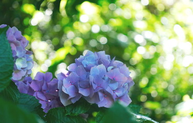 薄紫の紫陽花と木洩れ日の光