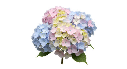 lilac flowers isolated on white background