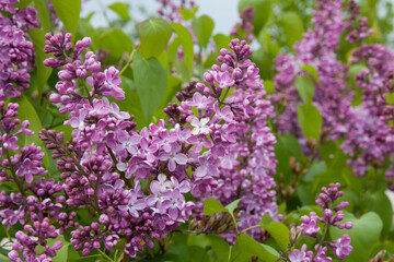 Blossom violet lilac flowers in spring. Spring brunch of Lilac. High quality photo