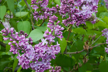 Blossom violet lilac flowers in spring. Spring brunch of Lilac. High quality photo