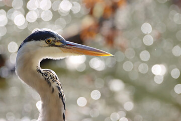 Heron