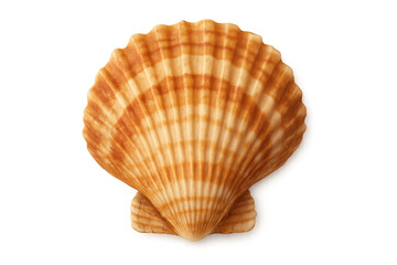 Obraz premium Studio shot of a seashell with a transparent background, highlighting its beautiful texture and intricate patterns