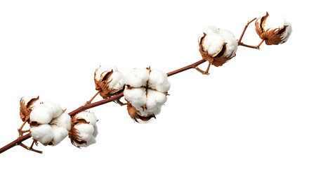 cotton buds isolated on white background