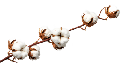 cotton buds isolated on white background