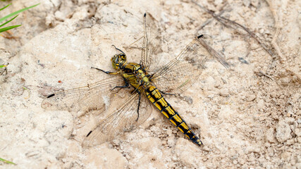 macro of a dragonfly