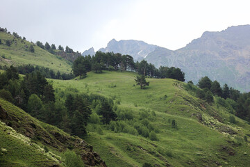 Lush Green Mountain Slopes Covered With Pine Forest And Meadows Under A Cloudy Overcast Sky....