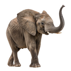 Young Elephant With Floppy Ears Standing Proudly Against White Background in Natural Pose