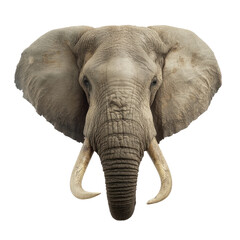 Obraz premium Majestic African Elephant Head Close-Up Showing Details of Wrinkles and Tusks in Natural Habitat