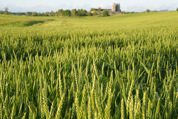 wheat field in summer day