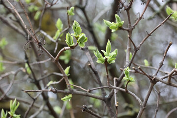 Delicate Lilac Twigs With Small Fresh Green Leaves Unfurling From Buds In Early Spring. Softly...