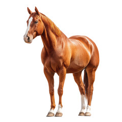 Obraz premium Majestic chestnut horse standing proudly in natural light, showcasing strength and beauty in a serene setting