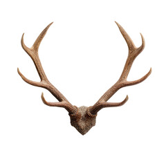 Obraz premium Majestic deer antlers isolated on a white background showcasing intricate texture and natural beauty of wildlife elements