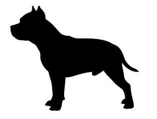 American Staffordshire terrierin silhollouette vector image.