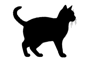 American Wirehairin  Cat silhollouette vector image.