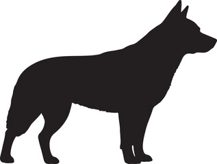 Australian cattle dog in silhollouette.