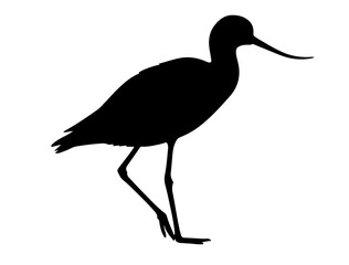 Avocet in silhollouette vector image.