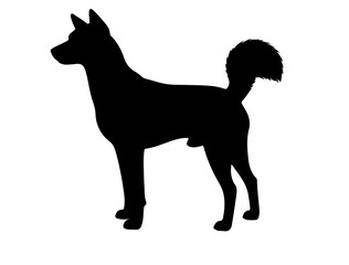 Basenji in silhollouette vector image.