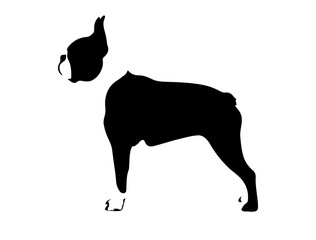  Borzoi collie in silhollouette vector image.