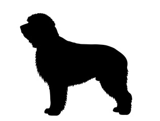 Boston terrier in silhollouette vector image.