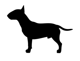 Bull terrier in silhollouette vector image.