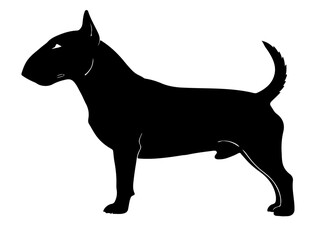  Bull terrier in silhollouette vector image.