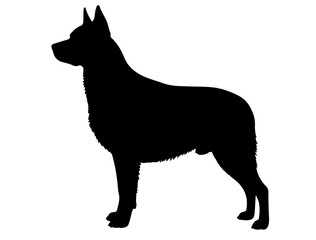 Canaan dog  in silhollouette vector image.
