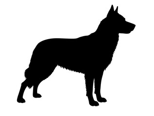 Canaan dog  in silhollouette vector image.