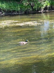 Male Mallard Duck Swimming in a Sunlit Stream