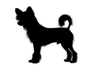 Chesapeake Bay retriever  dog  in silhollouette.