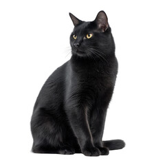 Elegant Black Cat Sitting Gracefully with Bright Eyes and Sleek Fur Isolated on a White Background