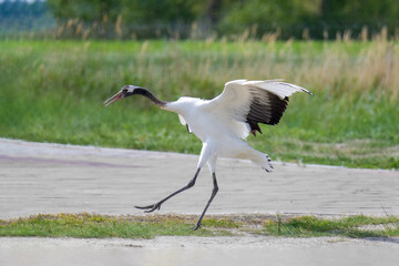 The red-crowned cranes flying in the Momoge National Nature Reserve, Jilin Province, China.