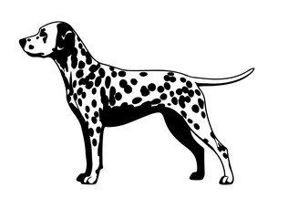 Fototapeta premium Dachshund in silhollouette vector image.