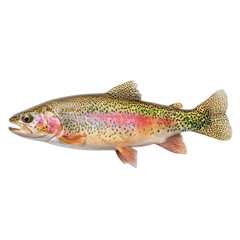 Colorful Rainbow Trout Swimming Gracefully Through Clear Water in Natural Habitat