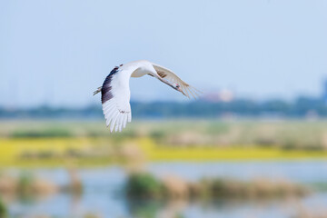 The red-crowned cranes flying in the Momoge National Nature Reserve, Jilin Province, China.