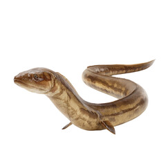 Naklejka premium Realistic Representation of an Eel-like Creature with Detailed Texture and Natural Coloration in a White Background