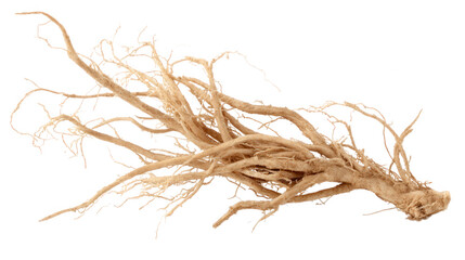 Dried plant root isolated on transparent background