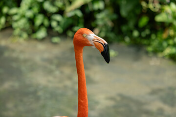 Vibrant orange bird with long neck and distinctive black beak stands gracefully against lush green...