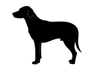 Foxhound in silhollouette vector image.