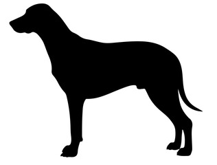 Foxhound in silhollouette vector image.