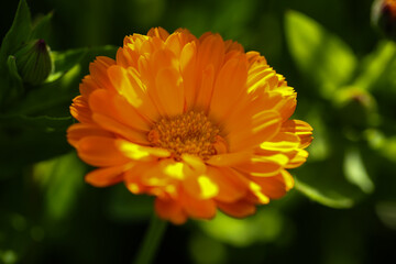 Calendula officinalis, bright orang marigold in full bloom, close-up in a natural garden setting