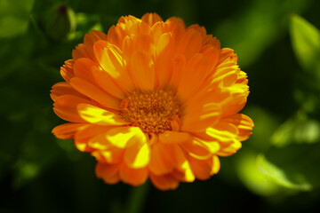 Calendula officinalis, bright orang marigold in full bloom, close-up in a natural garden setting