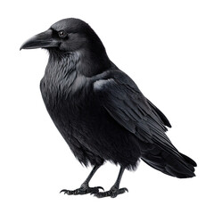 Fototapeta premium Black feathered raven perched elegantly, showcasing intricate plumage and sharp beak against a simple background