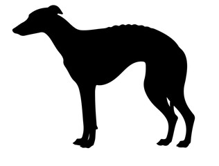 Vector image of Gordon setter in silhollouette vector image.