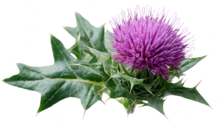 Single purple thistle isolated on transparent background