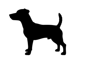 Japanese spaniel in silhollouette vector image.