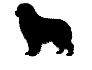 Kerry blue terrier in silhollouette vector image white baclground.